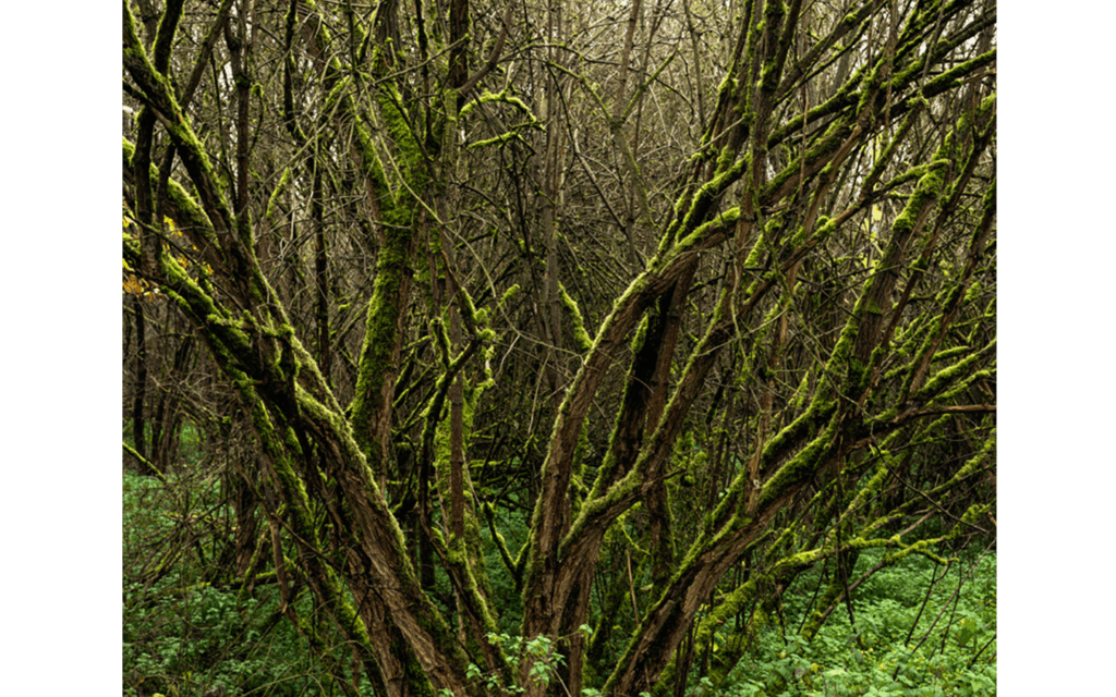 Francisco Supervielle,