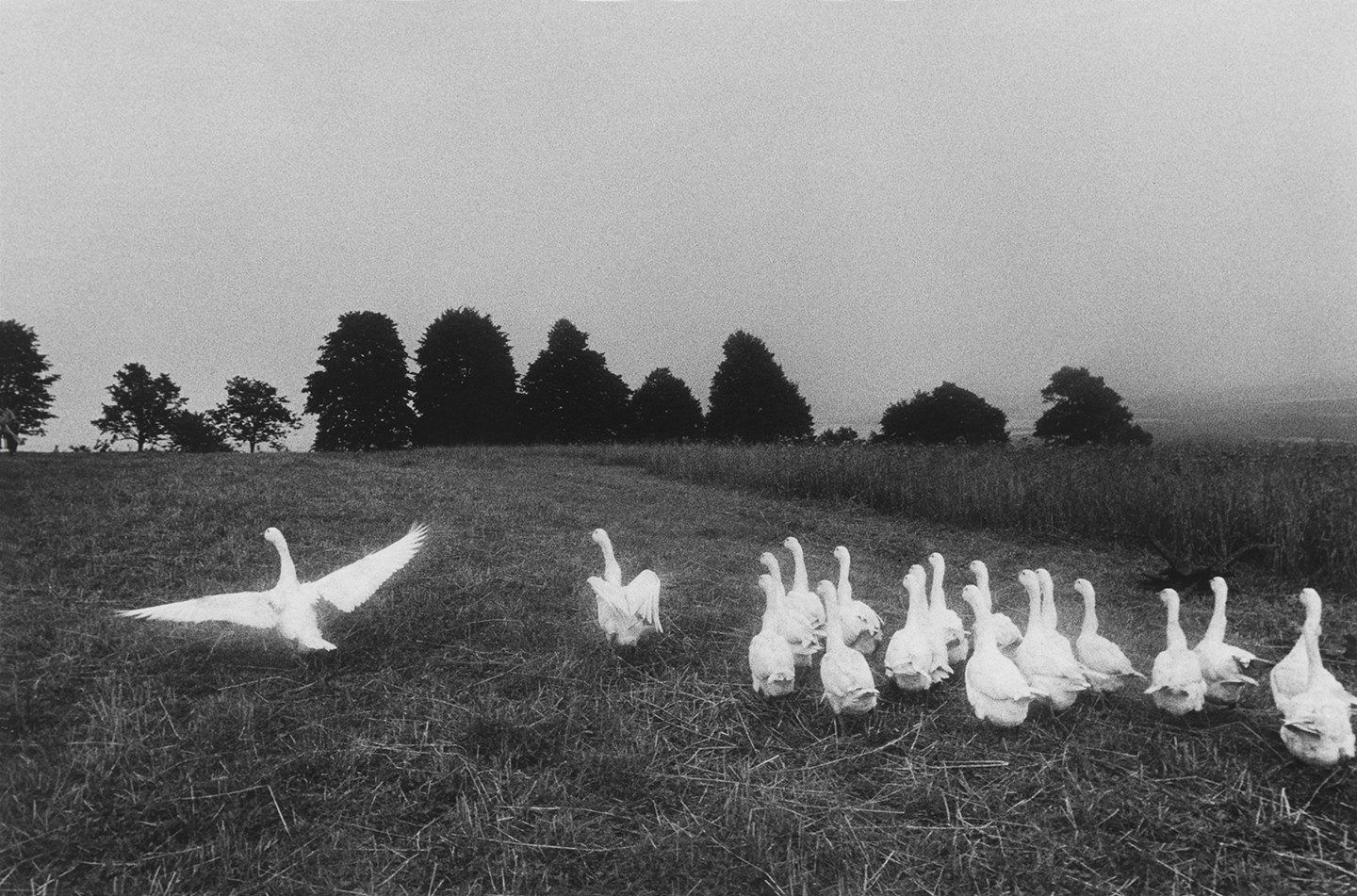 jill-hartley-1950-etats-unis-poland-geese-1977-211-x-318-cm