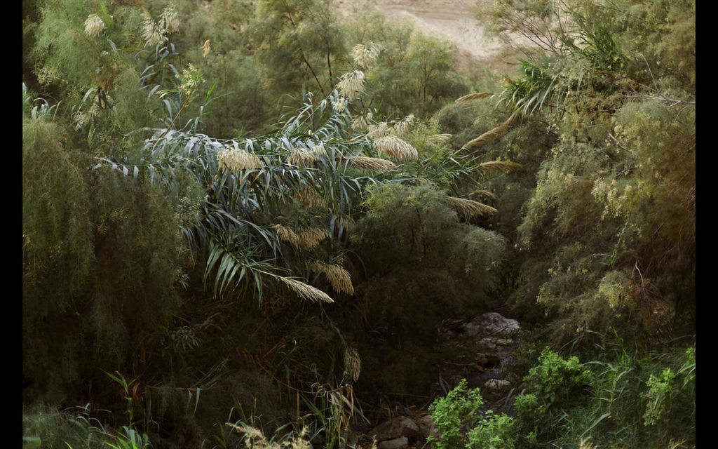 © Ilanit Illouz, Dolines, Les roseaux, 2016