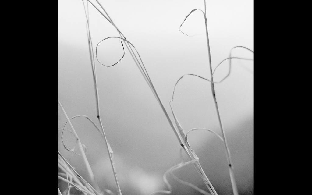 « Vents d’Autan », Brins d’herbes, Canaveilles