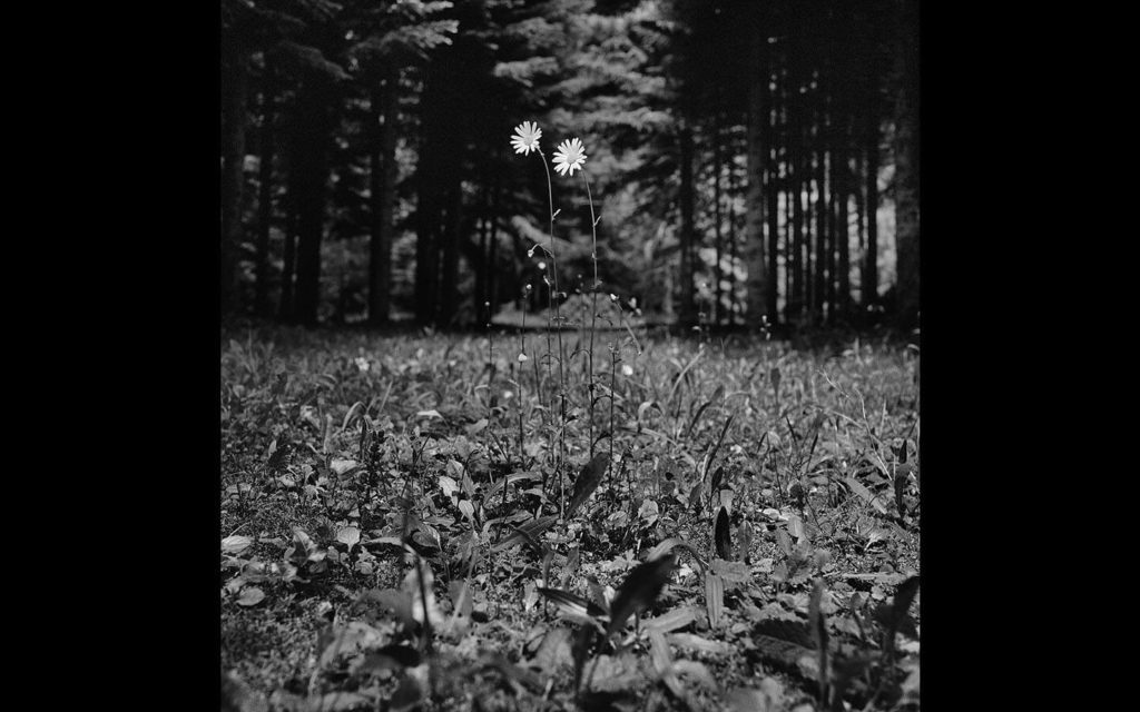 « Vents d’Autan », Deux fleurs sur le chemin
